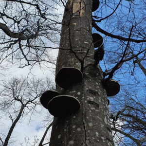 IMG-20211018-WA0062